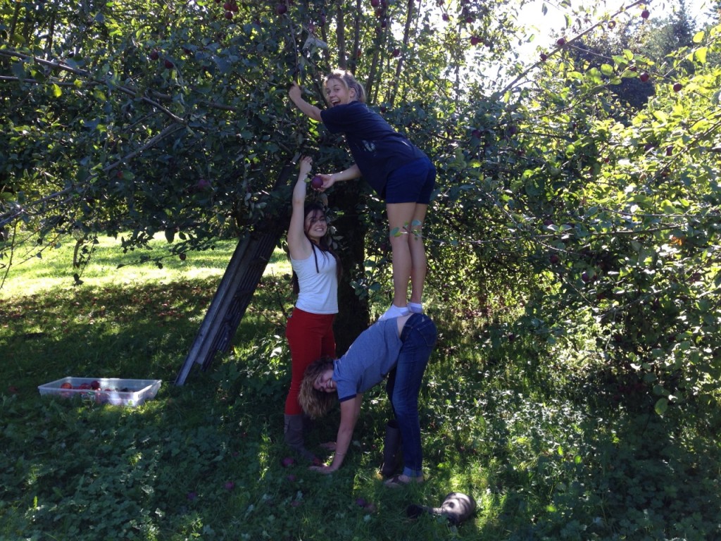 Picking apples