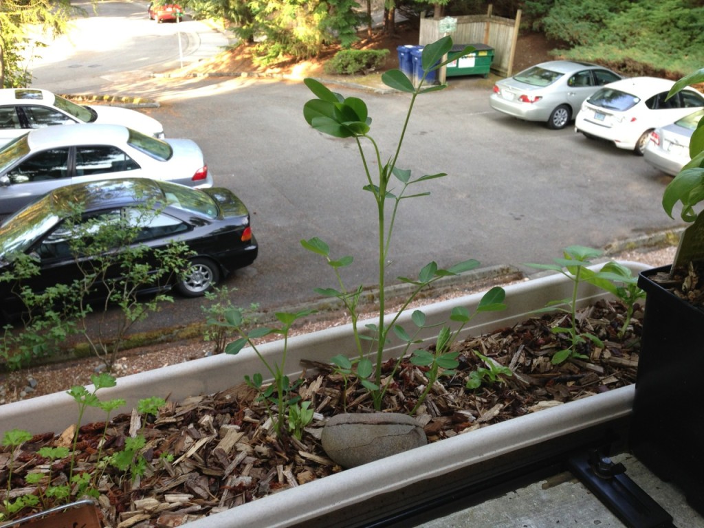 Not one but two peanut plants!