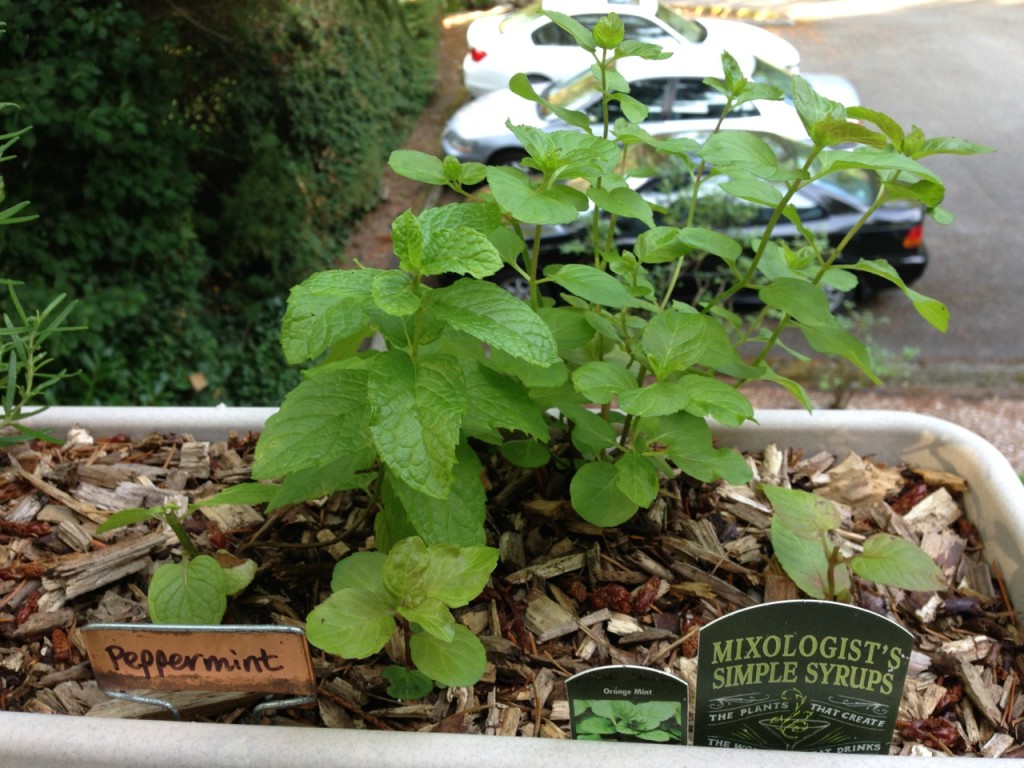 Peppermint and orange mint side by side, with the orange mint transplant on the far right.